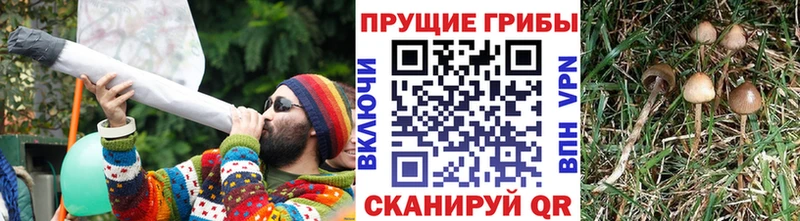 Псилоцибиновые грибы прущие грибы  Павловский Посад 